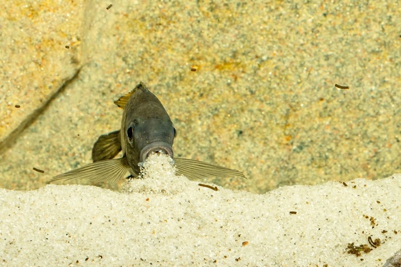 Cunningtonia longiventralis 'Ulwile Island'
